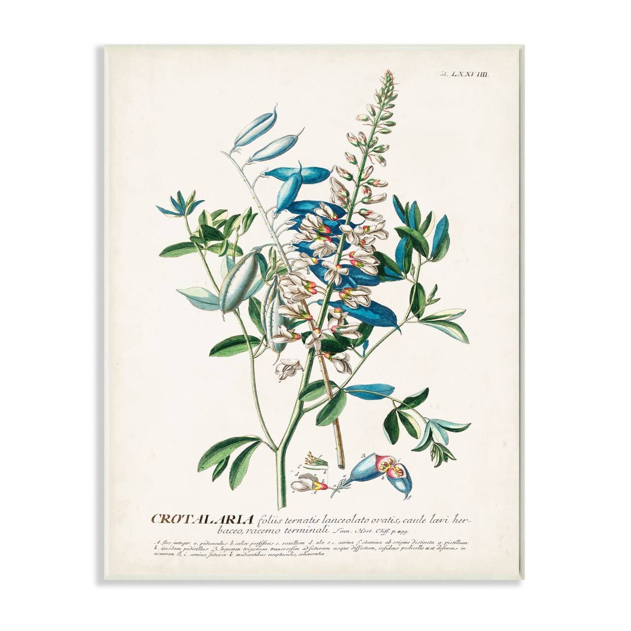 Stupell Industries Flowers & Leaves Vintage Illustration Wall Plaque